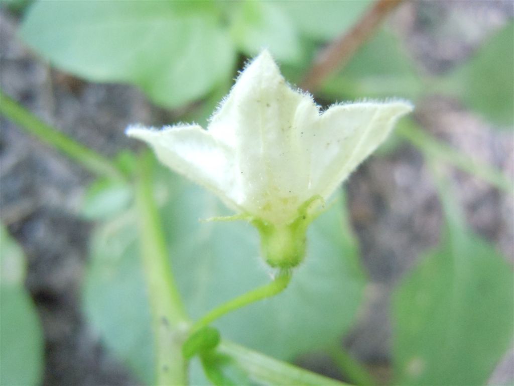 Physalis alkekengi